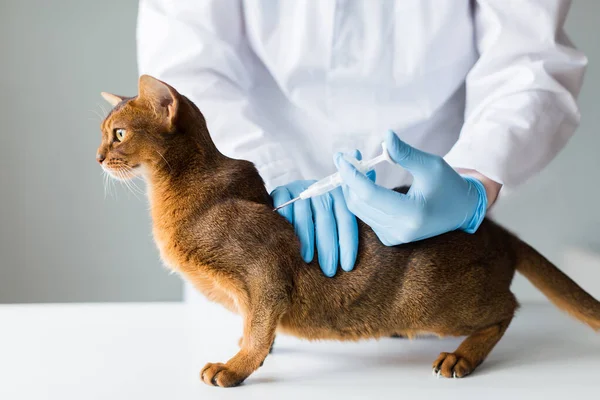 Vet Houdt Kat Tafel Chippen Dieren Close — Stockfoto