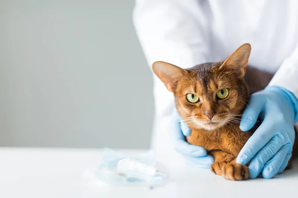 Red cat in the hands of a veterinarian, chipping animals