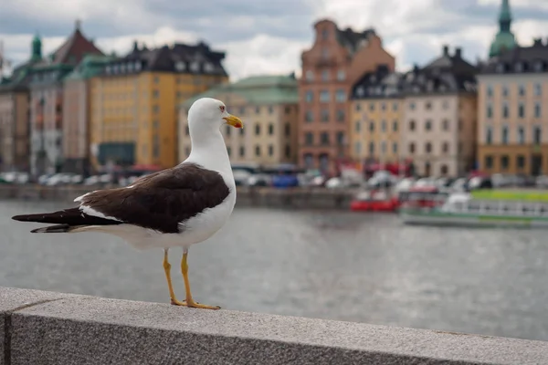 Gaviota en vista de Estocolmo, Suecia — Foto de Stock