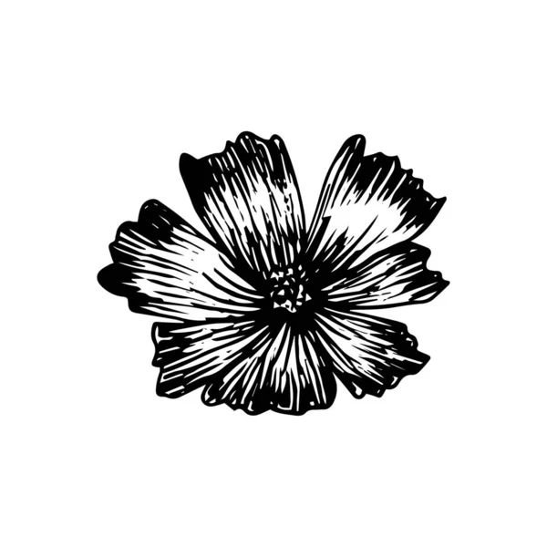 Eine Geöffnete Blume Stile Einer Gravur Realistische Handgezeichnete Schwarze Konturblume — Stockvektor