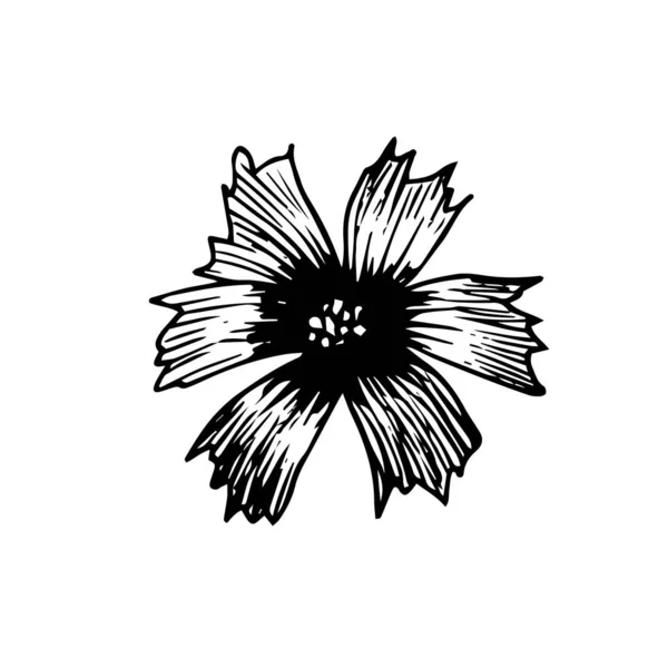 Vector Drawing Opened Blooming Flower Engraving Style Traced Illustration Black — 图库矢量图片
