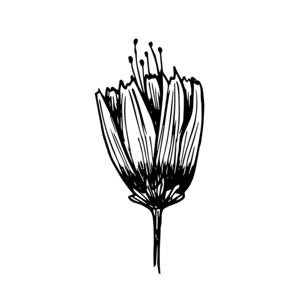 有茎的手绘花 黑色墨水中的黑白花在白色上被分离出来 矢量股票说明 就像郁金香 — 图库矢量图片