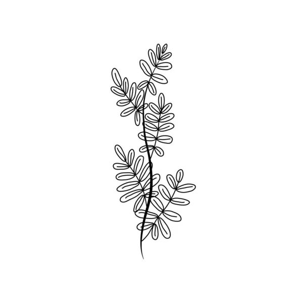 矢量植物素描植物分枝与叶 白色背景下孤立的手绘黑色花纹图案 — 图库矢量图片