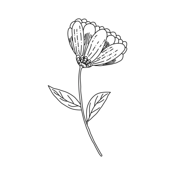Handgezeichnete Fantastische Blüte Voller Länge Mit Stiel Und Blättern Vektor — Stockvektor