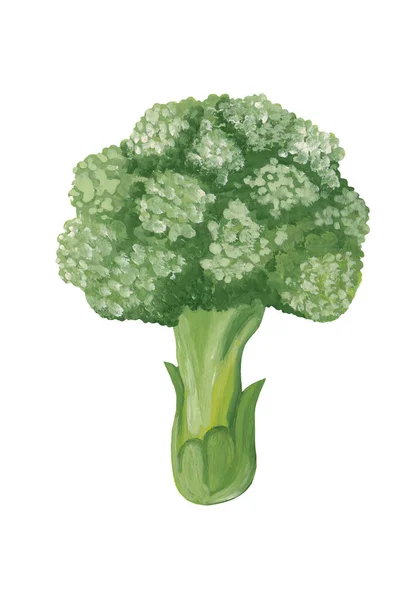 緑のブロッコリー 手描きの野菜のイラスト ブロッコリーの束ラスターイラストは白で隔離 — ストック写真