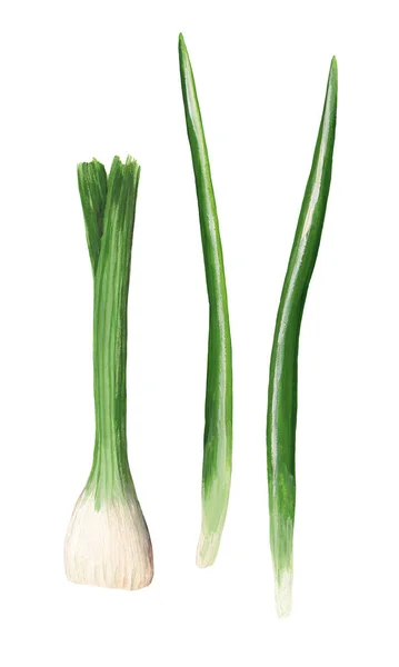 Grüne Zwiebelpfeile Und Kopf Hand Isoliert Auf Weiß Gezeichnet Raster — Stockfoto