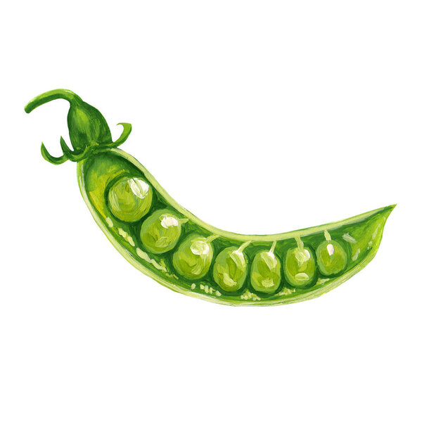 green peas in a pod - hand-drawn raster illustration isolated on white. Vegetable drawing of a delicious ripe pea pod