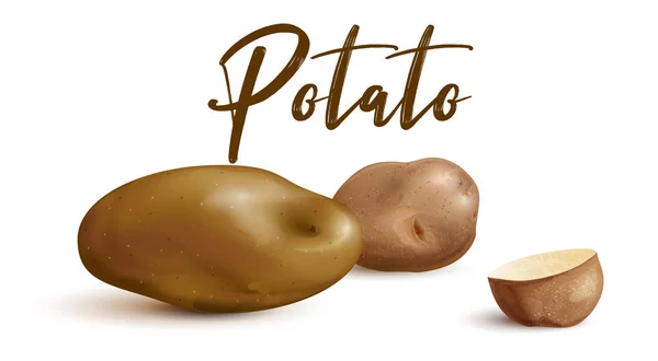 Illustration vectorielle de nouvelles pommes de terre sur fond blanc . — Image vectorielle
