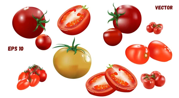 Ilustración vectorial de tomates jugosos y frescos de diferentes variedades — Vector de stock