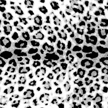 Siyah beyaz iz için modern leopar derisi