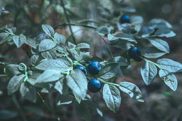 Blueberries on twig growing in a wild forest — ストック写真