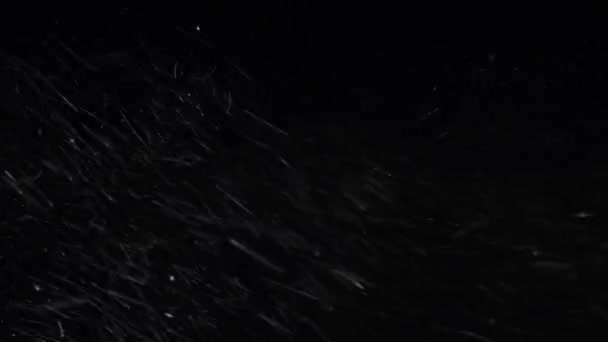 Zima, silný sníh na černém pozadí — Stock video