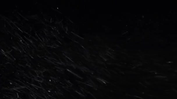 Invierno, fuertes nevadas sobre un fondo negro — Vídeo de stock