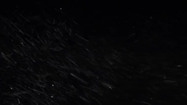 Hiver, fortes chutes de neige sur fond noir 