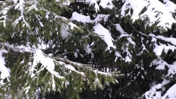 云杉和松树树枝被雪覆盖着.白雪冷杉林中的冬日，圣诞佳节，新年 — 图库视频影像