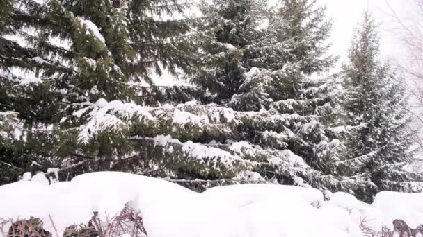 Rami di abete rosso e pino coperti di neve. Giorno invernale in foresta di abete nevosa, periodo di Natale e anno nuovo — Video Stock