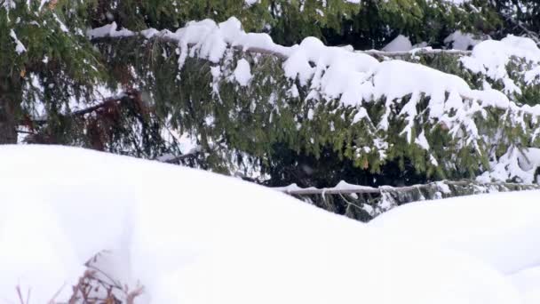 Ramos de abeto e pinheiros cobertos de neve. Dia de inverno na floresta de abeto nevado, estação de Natal e ano novo — Vídeo de Stock