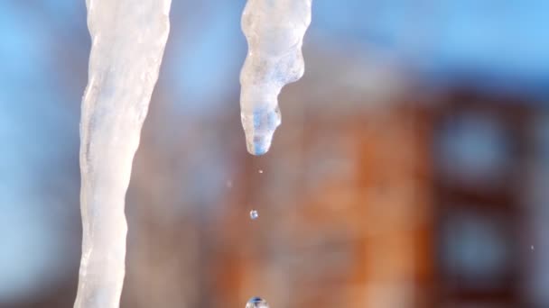 The icicle melts, the water drips in the background of the house, spring has come — Stockvideo