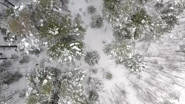 Vue sur le bois d'hiver magique, il y a de la neige épaisse . — Video