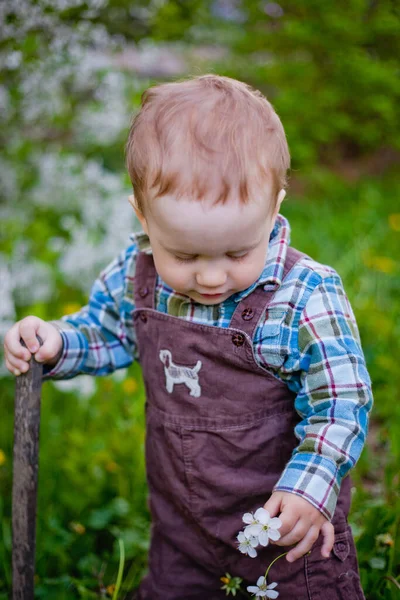 Little Boy Cherry Blossom Garden — Stock Photo, Image