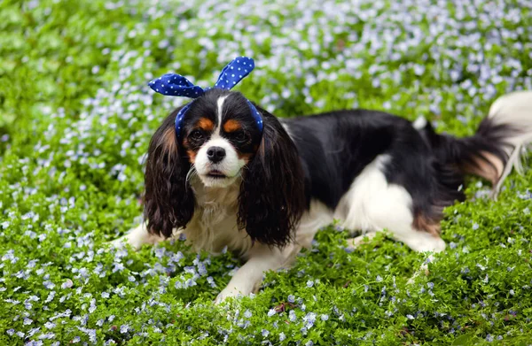 Schöne Cavalier King Charles Spaniel Dog Portrait Park Morgengrauen Farben — Stockfoto