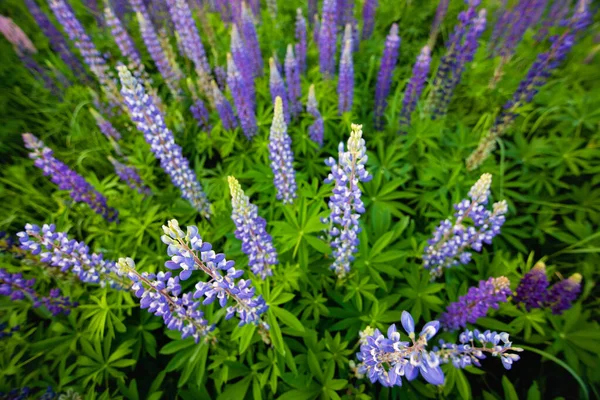 花は総状花序を伸ばします ルピナスの畑だ 牧草地でバイオレットとピンクのルパン 夏の花の背景やグリーティングカードのカラフルな束 — ストック写真