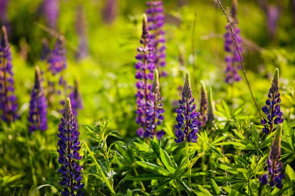 Flores Altramuz Florecientes Lago Tekapo Altramuces Junto Lago Flor Campo —  Fotos de Stock