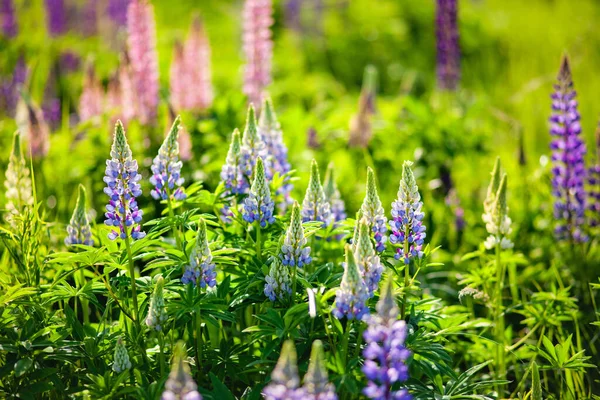 Blühende Lupinenblüten Ein Lupinenfeld Veilchen Und Rosa Lupinen Auf Der — Stockfoto