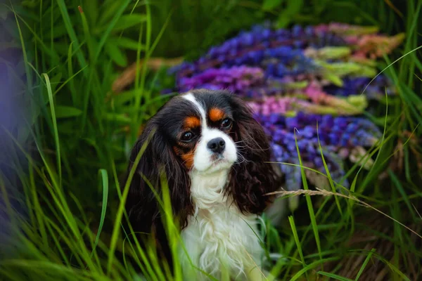 Portrait Chien Cavalier Roi Charles Spaniel Dans Champ Fleurs Lupin — Photo