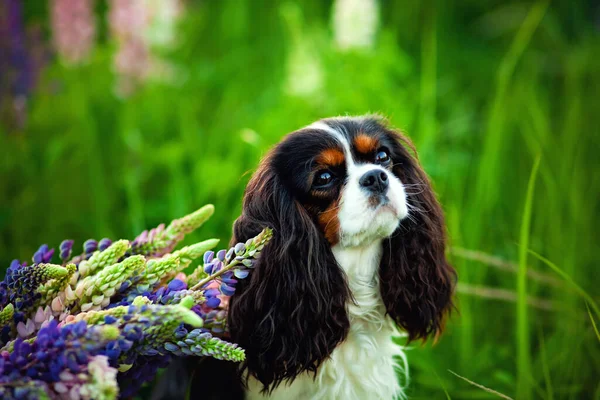 Portrait Chien Cavalier Roi Charles Spaniel Dans Champ Fleurs Lupin — Photo