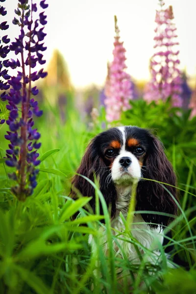 Portrait Chien Cavalier Roi Charles Spaniel Dans Champ Fleurs Lupin — Photo