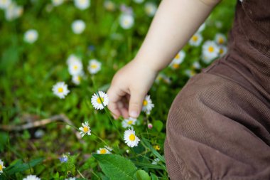 Yeşil çimenlerin ve yaz günlerinde güzel papatyaların arasında sevimli bir çocuk. Küçük bir çocuk temiz havada eğleniyor. Bebek doğayı keşfediyor