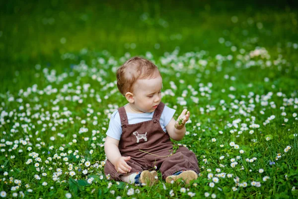 Charmanter Junge Zwischen Grünem Gras Und Schönen Gänseblümchen Einem Sommertag — Stockfoto
