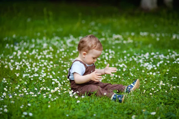Charmanter Junge Zwischen Grünem Gras Und Schönen Gänseblümchen Einem Sommertag — Stockfoto