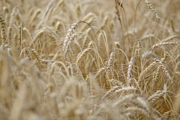 Ekinler Tarım Olgunlaşmış Buğday Kulaklı Tahıl Tarlası Kavramı — Stok fotoğraf
