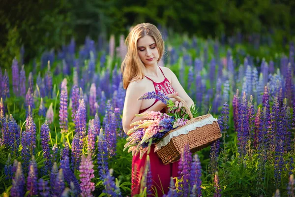 Fata Frumoasa Baschet Răchită Câmp Lupine Violet Într Vară — Fotografie, imagine de stoc