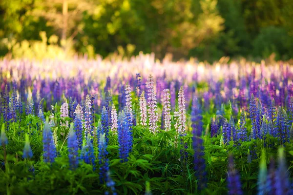 Hermosos Altramuces Azules Violetas Campo Rural Amanecer Puesta Sol Fondo —  Fotos de Stock