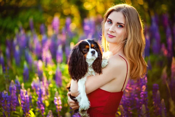 日落时分 一个女孩抱着一只小狗卡瓦利埃国王查尔斯 斯皮尔 在森林里与卢平的花朵共处一室 — 图库照片