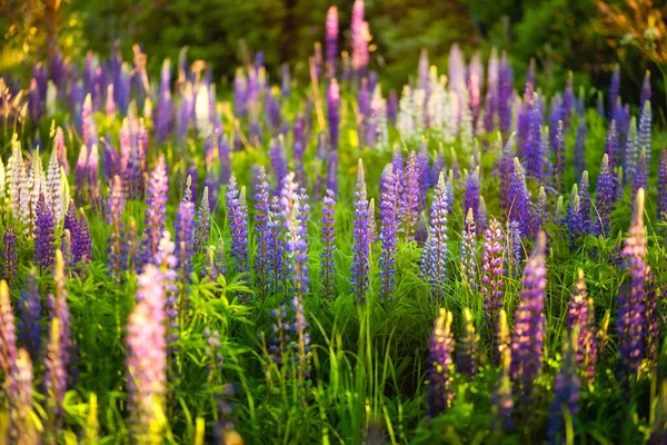 日の出には田園地帯の美しい青と紫のライン 自然な花の背景 — ストック写真