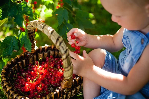 Bel Bambino Che Tiene Ribes Rosso Giardino Appena Raccolto Cesto — Foto Stock