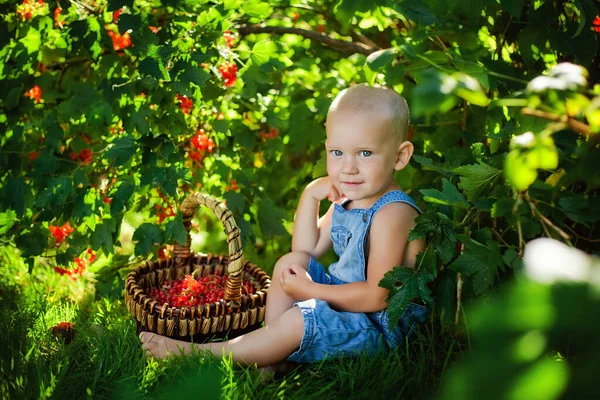 Bel Bambino Che Tiene Ribes Rosso Giardino Appena Raccolto Cesto — Foto Stock