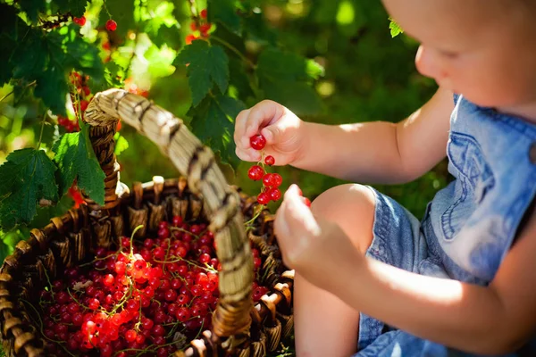 Bel Bambino Che Tiene Ribes Rosso Giardino Appena Raccolto Cesto — Foto Stock