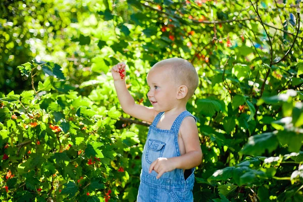 Menino Encantador Escolhe Groselhas Vermelhas Uma Fazenda Baga Orgânica Verão — Fotografia de Stock