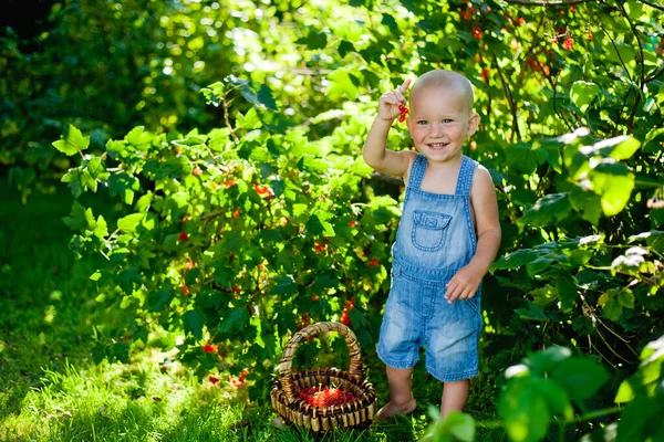 Досить Маленький Хлопчик Тримає Червону Смородину Саду Щойно Зібрався Кошику — стокове фото