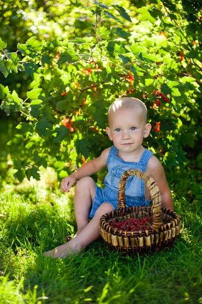 Menino Bonito Segurando Uma Groselha Vermelha Jardim Apenas Reunido Uma — Fotografia de Stock