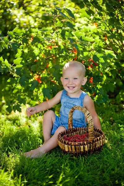 Bel Bambino Che Tiene Ribes Rosso Giardino Appena Raccolto Cesto — Foto Stock