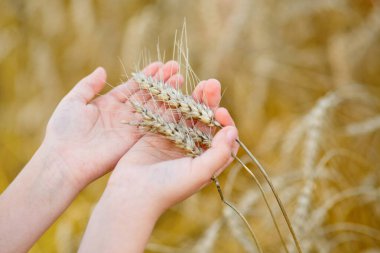 Buğday bir çiftçinin elinde filizlenir. Alan kontrol buğday kırpma yürüyüş çiftçi