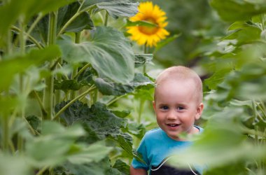 Ayçiçeği tarlasında büyük ayçiçekleri olan mavi tişörtlü güzel sarışın bir çocuk. Ayçiçekleri bir çocuktan daha büyüktür.