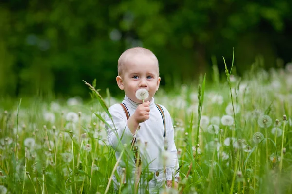 Ein Kleiner Junge Einem Feld Aus Weißem Löwenzahn Frühling Das — Stockfoto