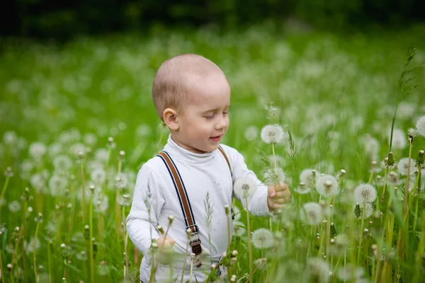 Ein Kleiner Junge Einem Feld Aus Weißem Löwenzahn Frühling Das — Stockfoto
